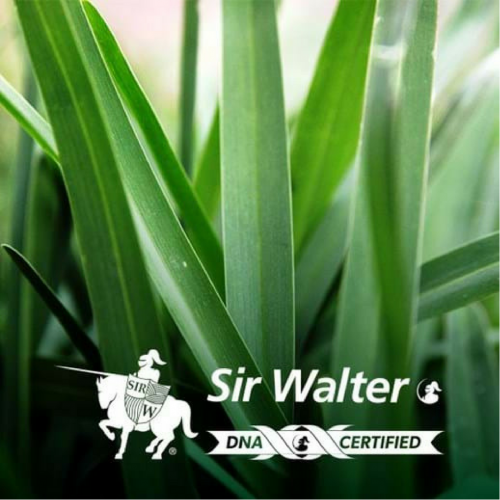Sir Walter DNA Cert. Buffalo (Instant Turf)